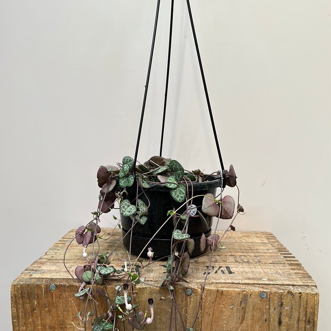 Ceropegia woodii - String of Hearts - The Flower Crate
