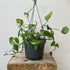 Epipremnum Pinnatum Green - The Flower Crate