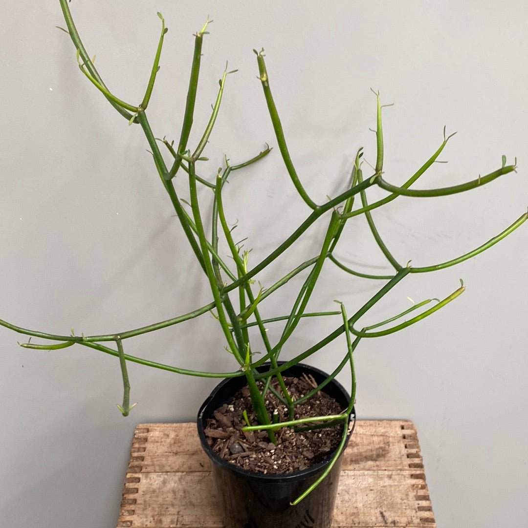 Euphorbia Tirucalli - Pencil Cactus - The Flower Crate