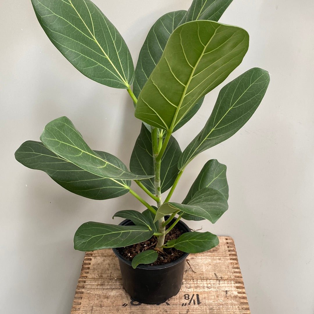 Ficus Audrey - The Flower Crate