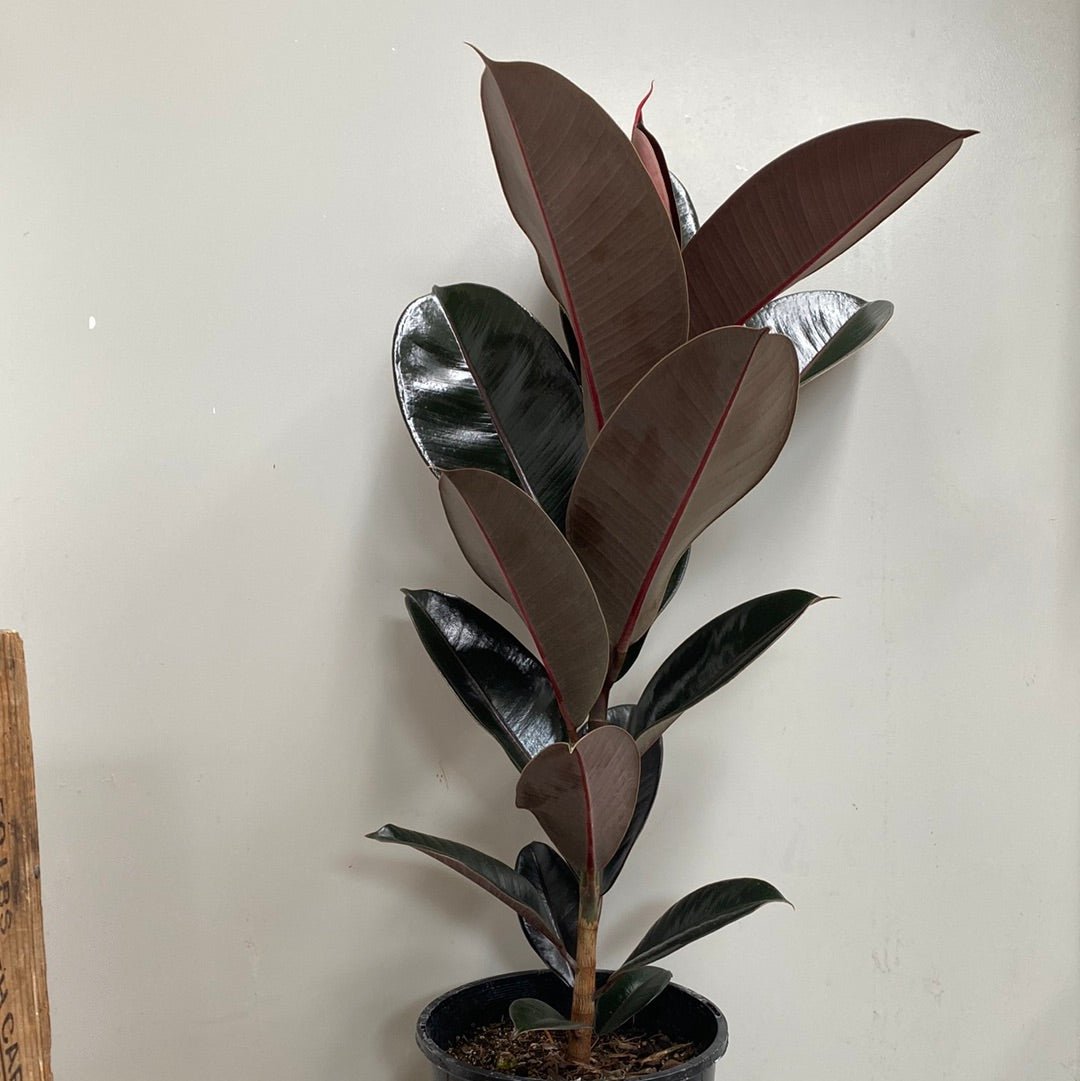Ficus - Black Knight - The Flower Crate