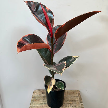 Ficus elastica variegated - Ruby - The Flower Crate