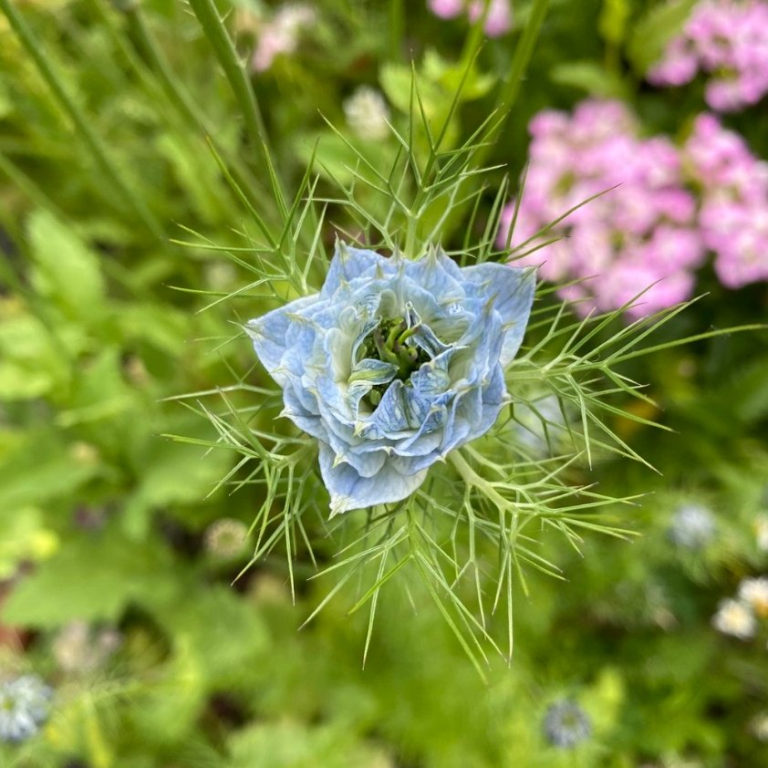 Flora Grow Seeds - Nigella - The Flower Crate