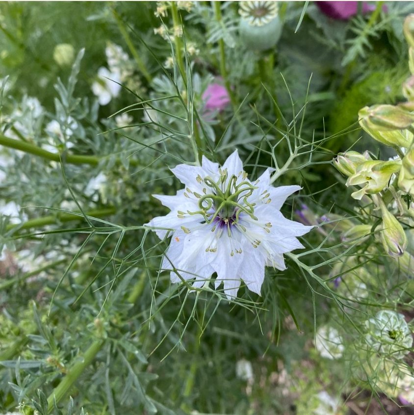 Flora Grow Seeds - Nigella - The Flower Crate