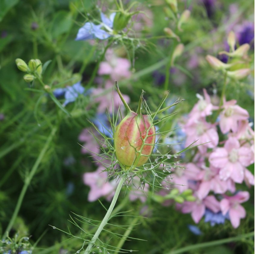 Flora Grow Seeds - Nigella - The Flower Crate