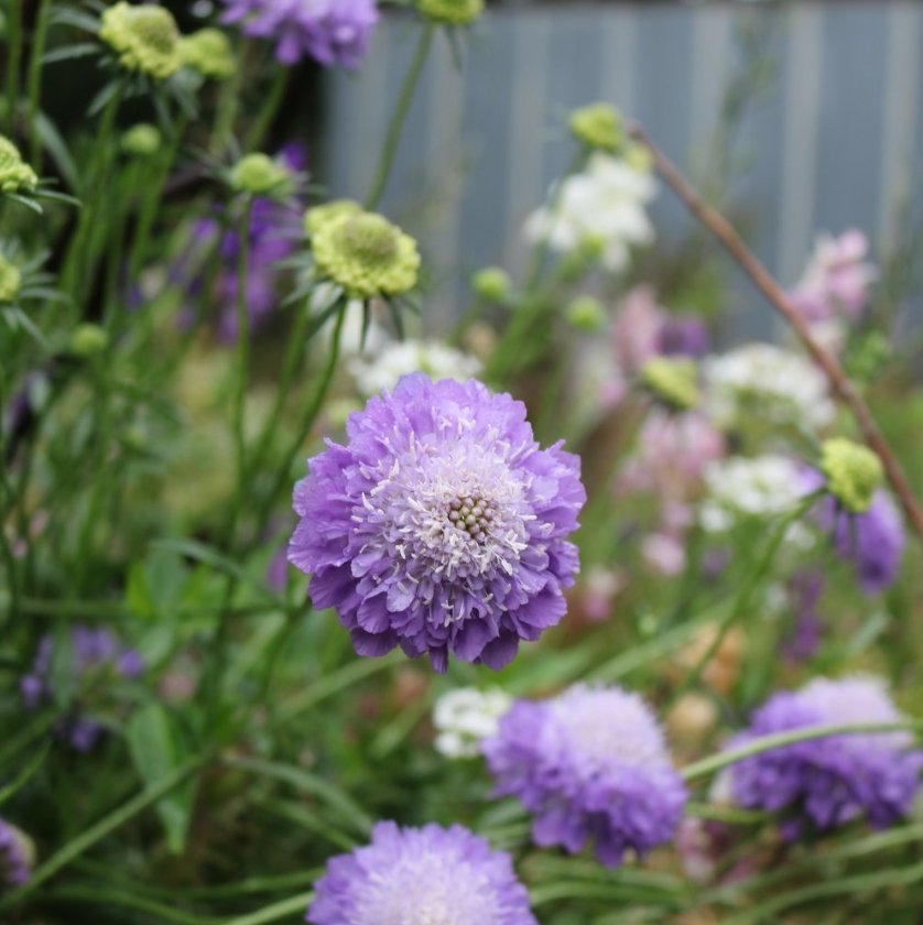 Flora Grow Seeds - Scabiosa - The Flower Crate