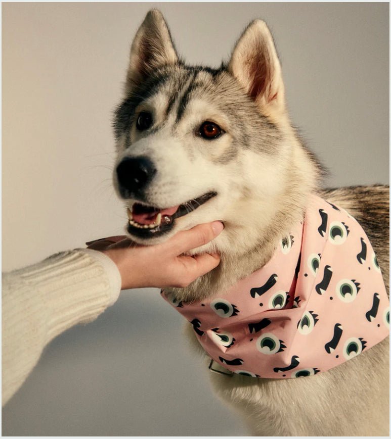 Frank Green - Pet Bandana, Blushed - The Flower Crate