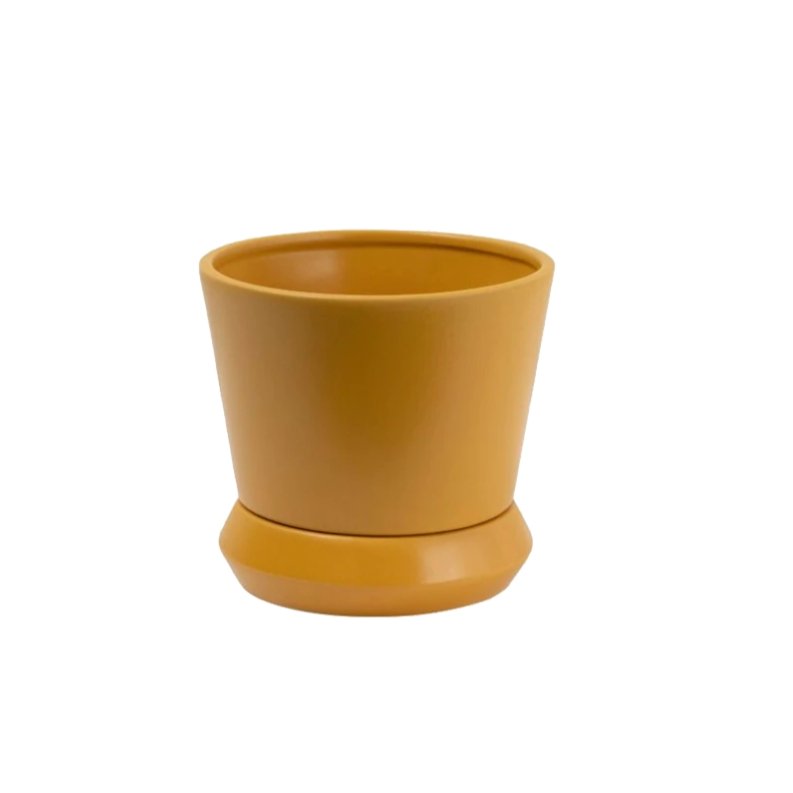 Hamburg Planter Tobacco - Medium - The Flower Crate