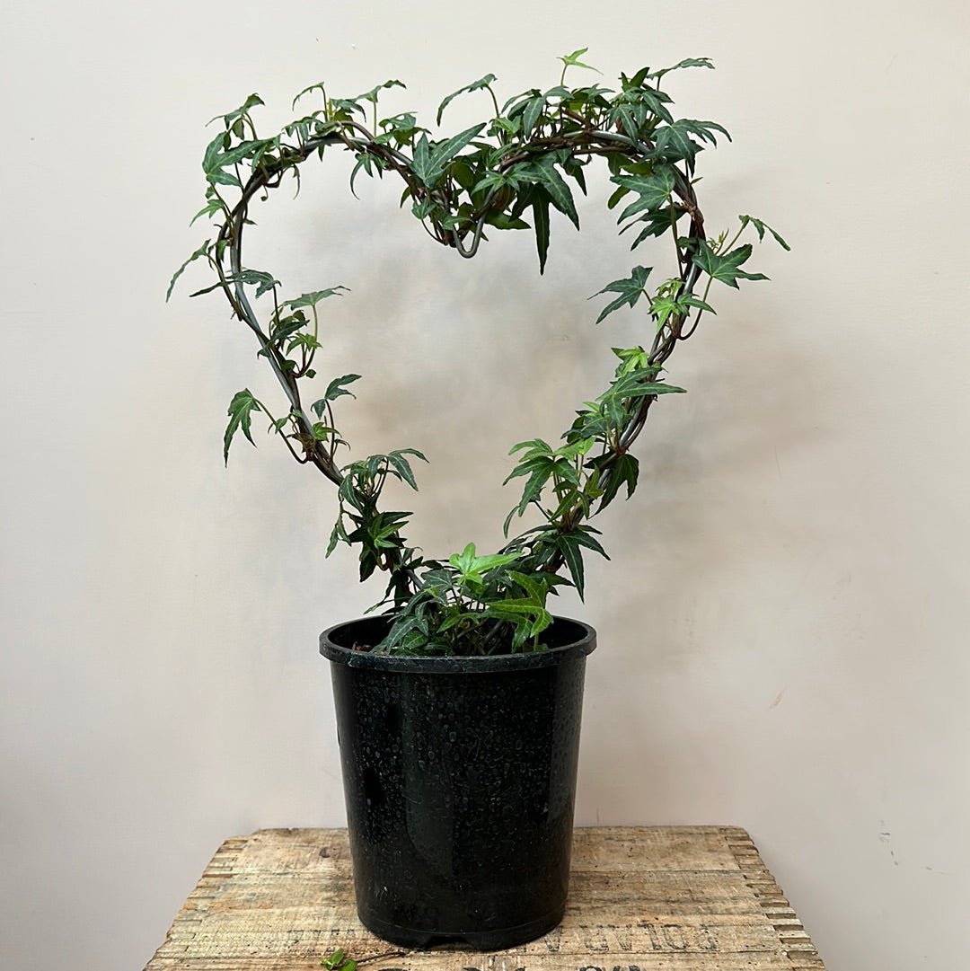 Hedera On Wire Heart - The Flower Crate
