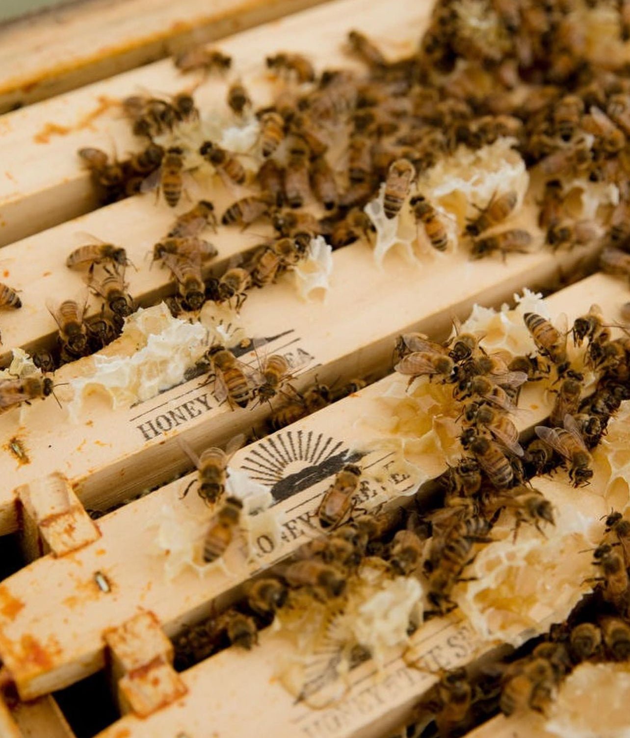 Honey by the Sea - Cold Mānuka-Smoked Honeycomb - The Flower Crate