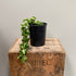 Hoya - Hindu Rope - The Flower Crate