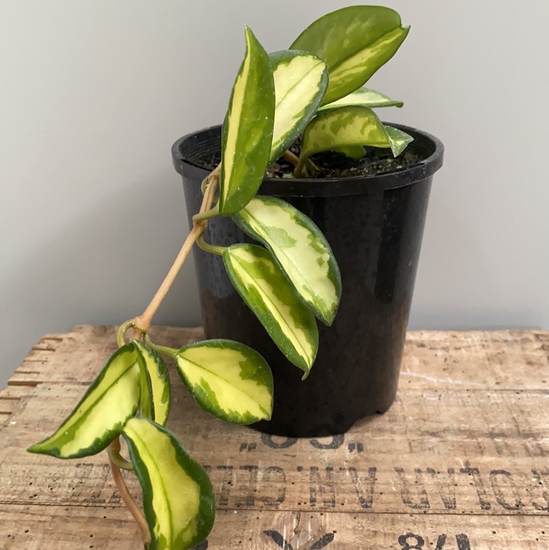 Hoya - variegated