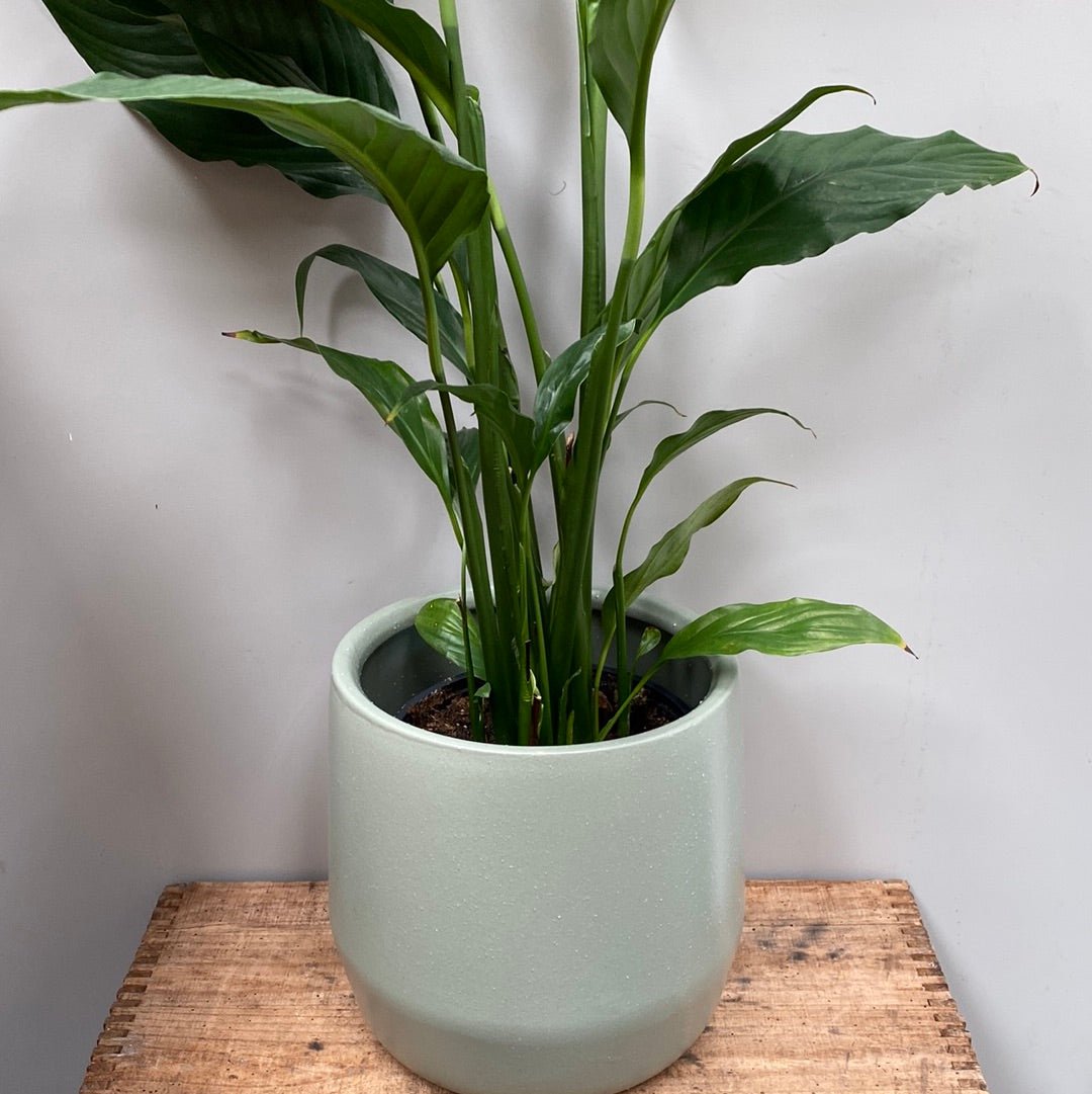 Juno Planter Pot - The Flower Crate