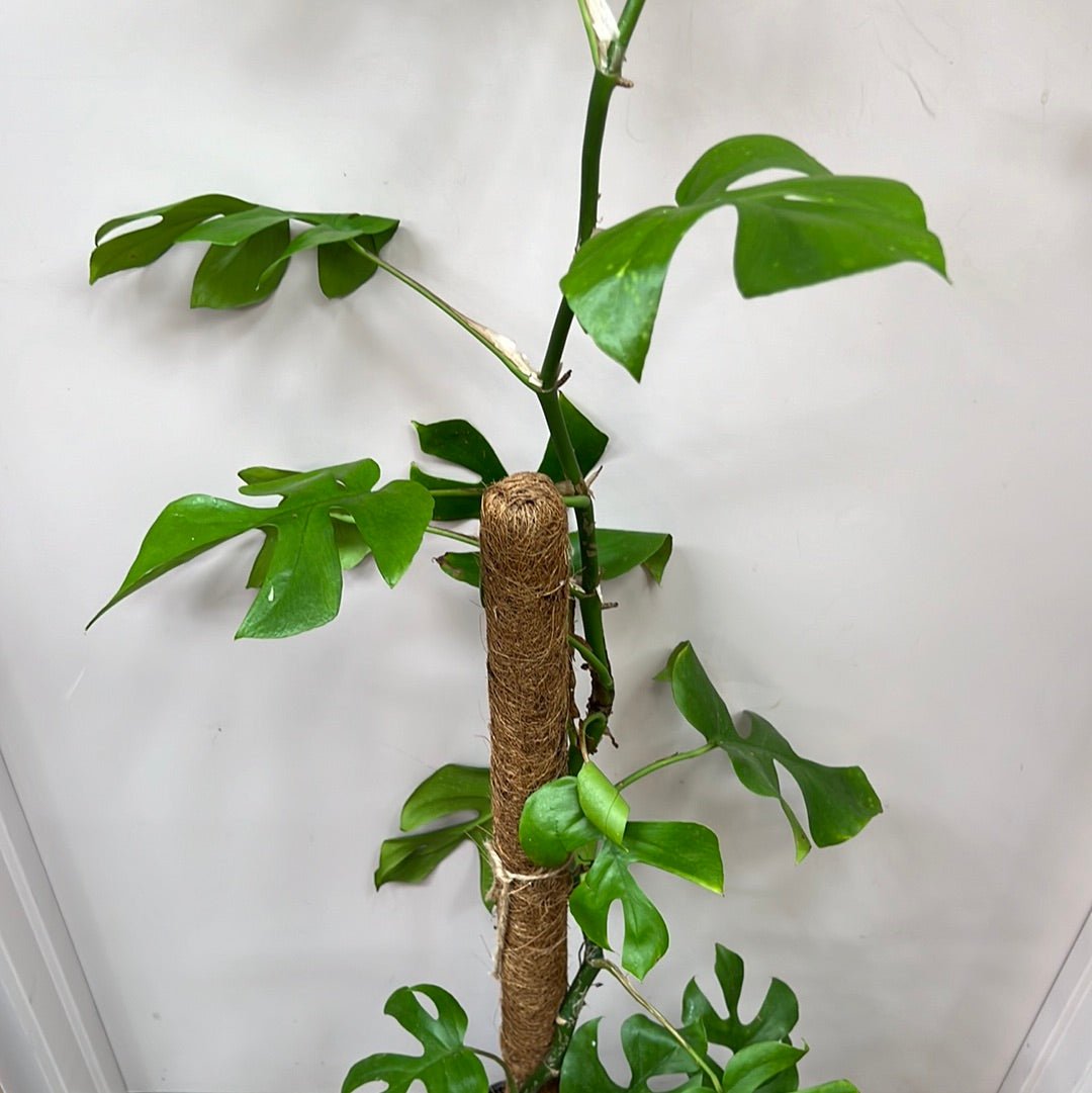 Monstera Minima (with climbing pole) - The Flower Crate