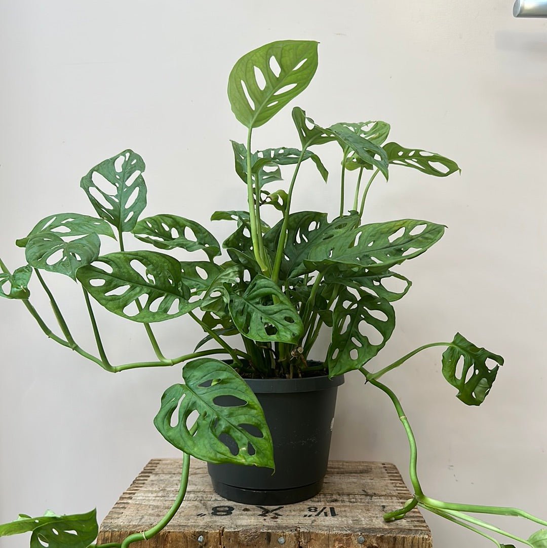 Monstera Monkey Mask - The Flower Crate