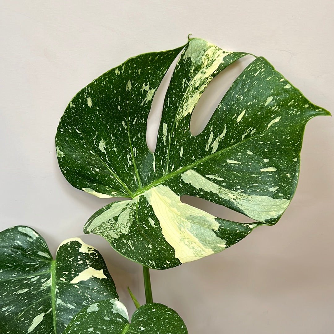 Monstera Variegated Thai Constellation - The Flower Crate
