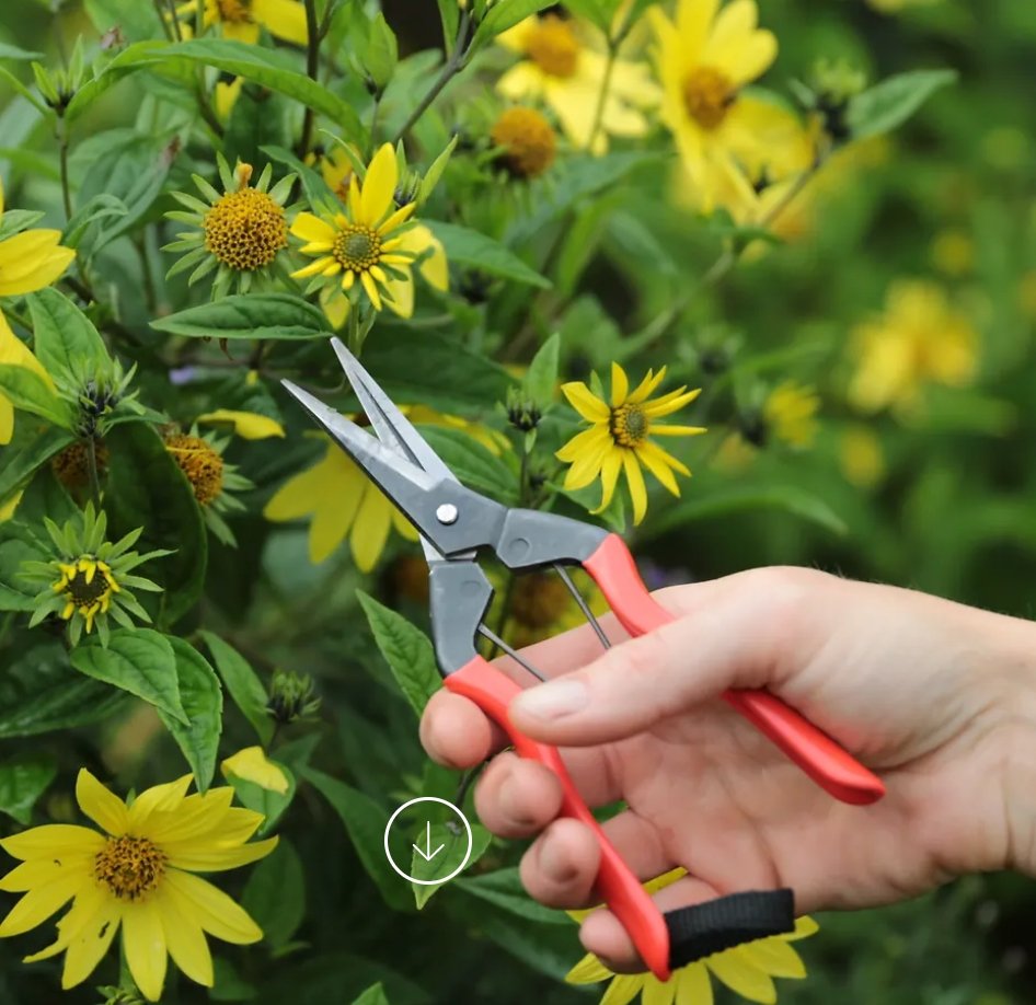 Niwaki Garden Snips - The Flower Crate