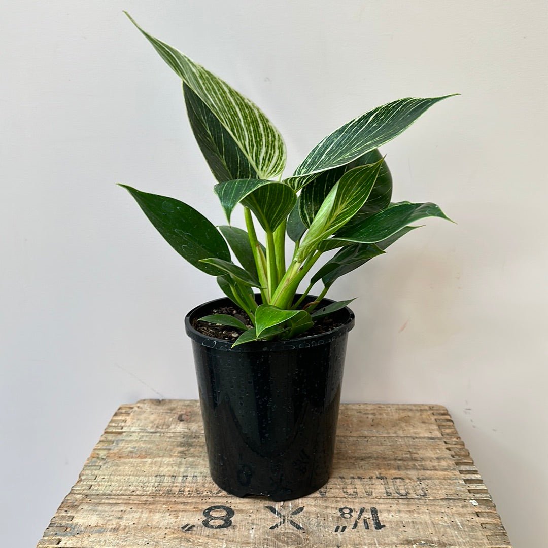 Philodendron Birkin - The Flower Crate