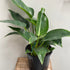 Philodendron Green Princess - The Flower Crate