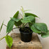 Philodendron Hanging Heart - The Flower Crate