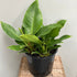 Philodendron Imperial Green - The Flower Crate