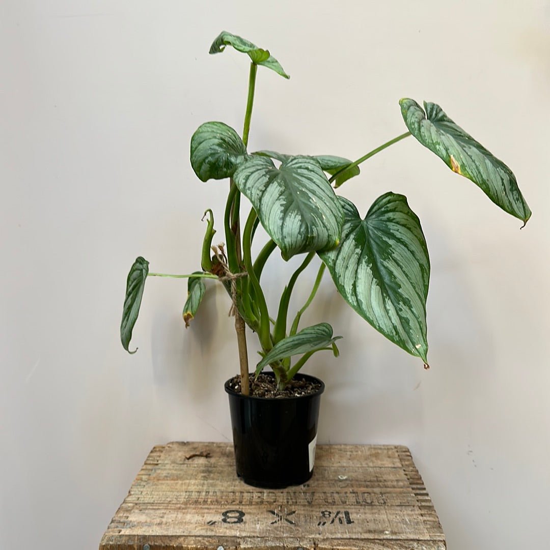 Philodendron Mamei - The Flower Crate