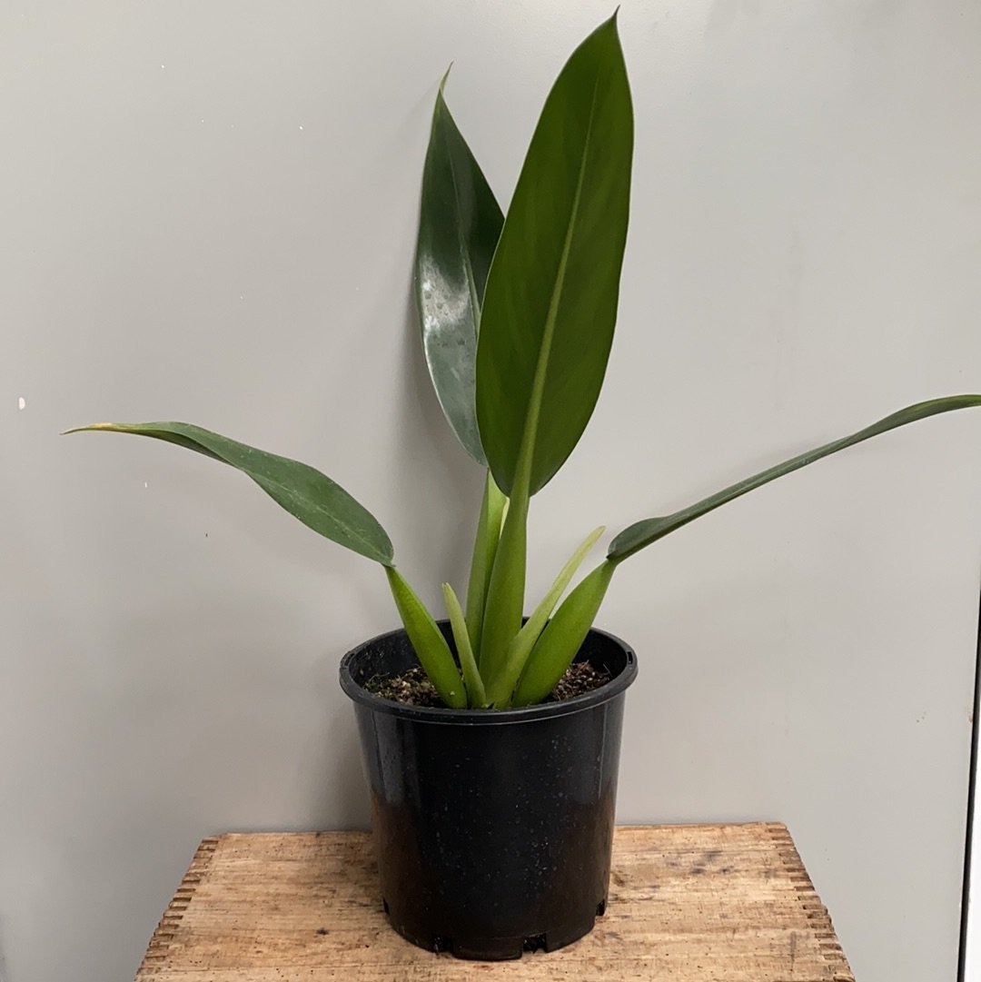 Philodendron martinaum Fat Boy - The Flower Crate