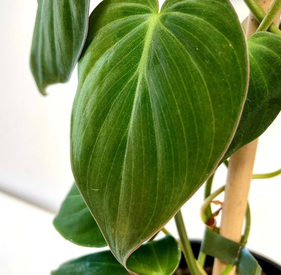 Philodendron Micans - Velvet Leaf - The Flower Crate