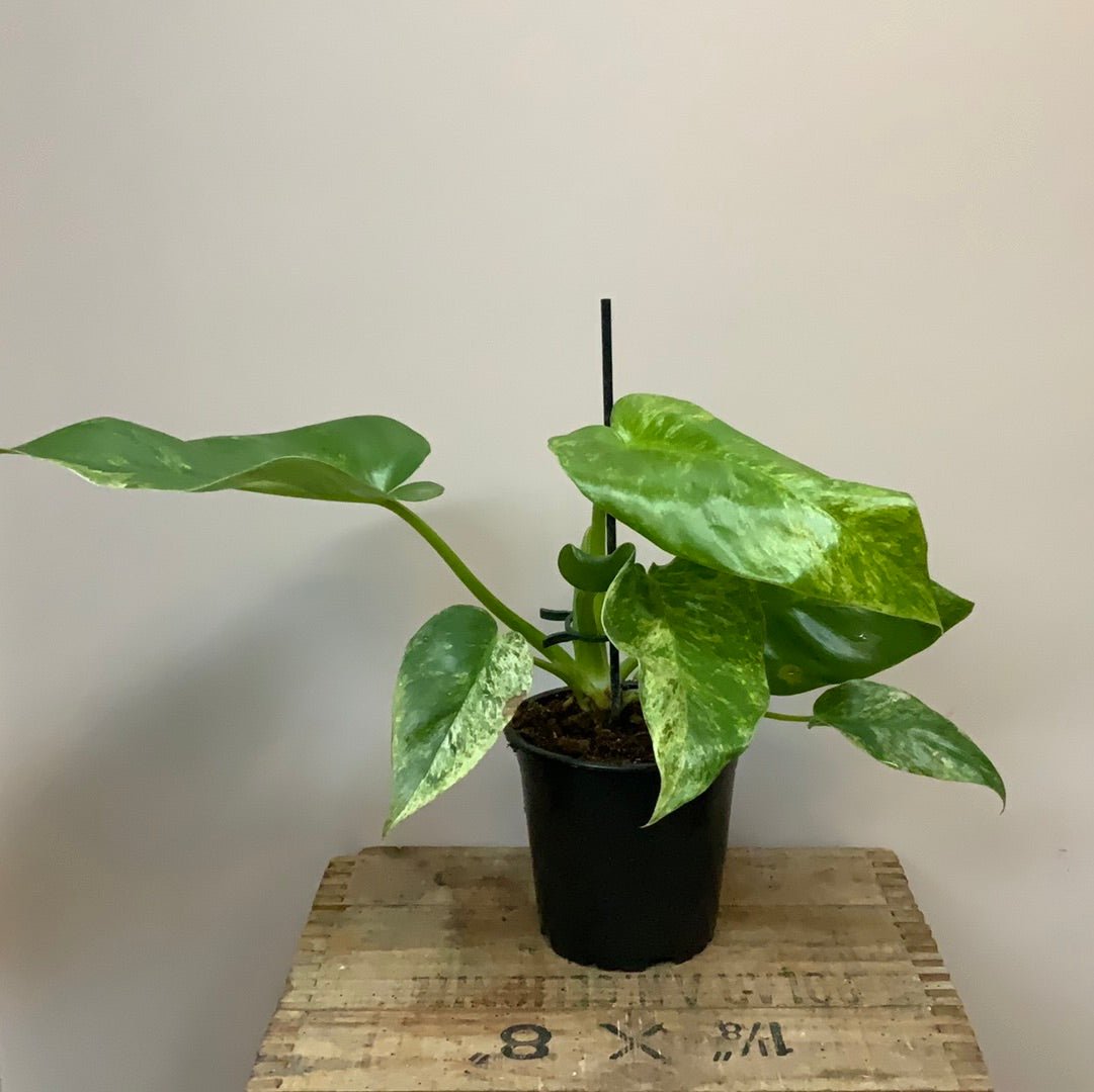 Philodendron New Blizzard - The Flower Crate