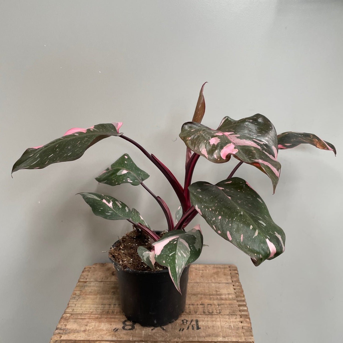 Philodendron Pink Princess - The Flower Crate