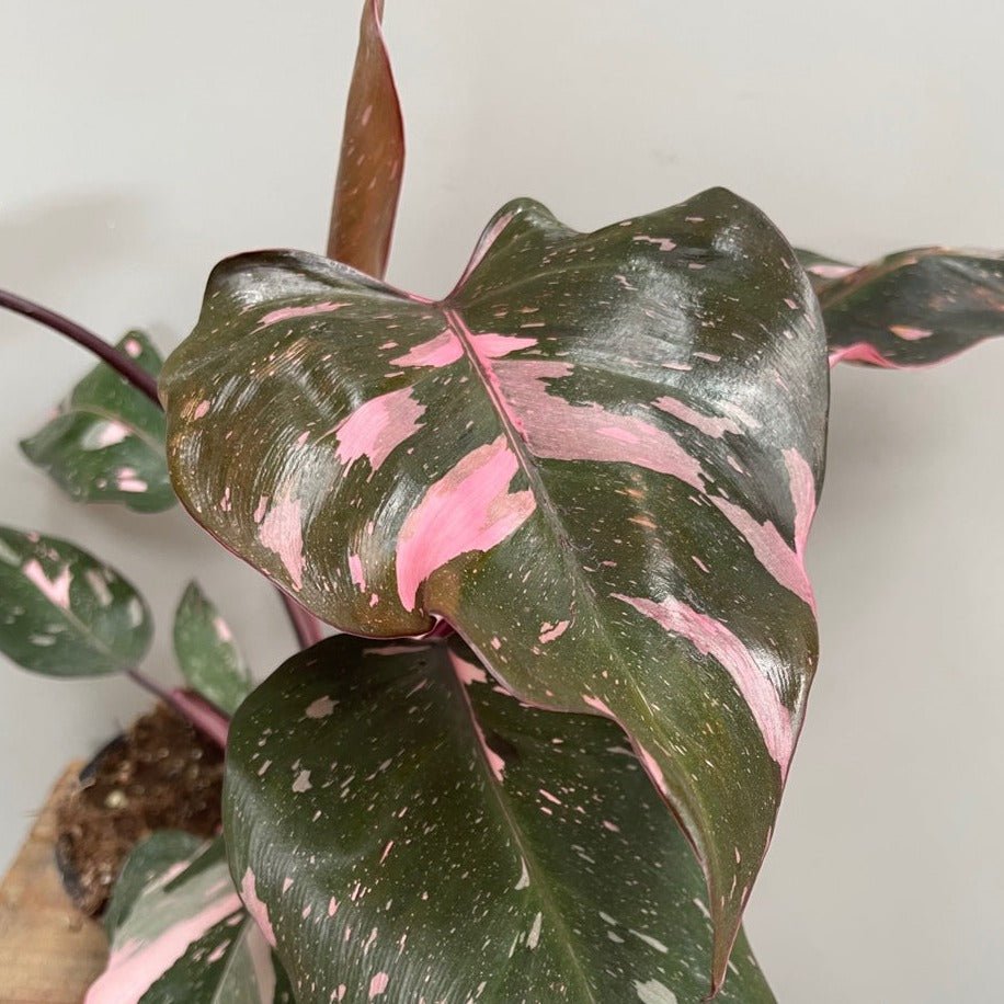 Philodendron Pink Princess - The Flower Crate