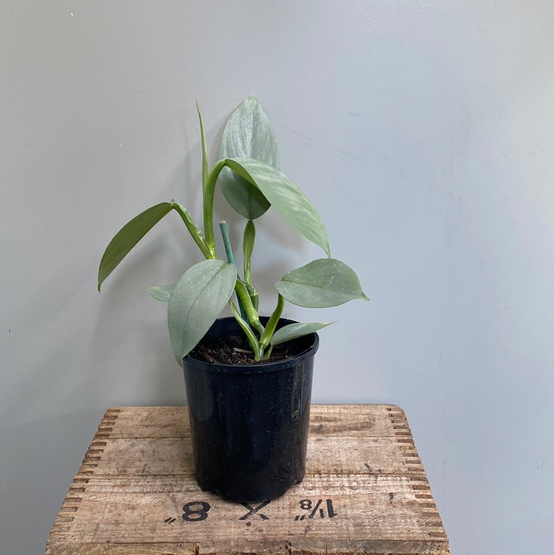 Philodendron Silver Arrow - The Flower Crate