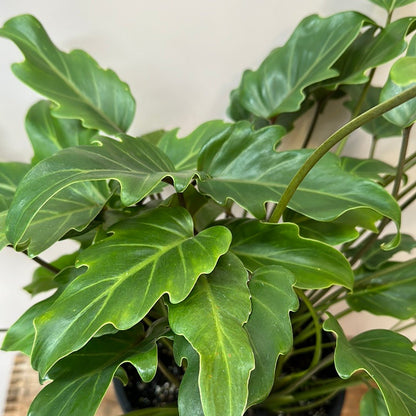Philodendron Xanadu - The Flower Crate