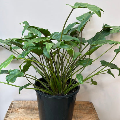 Philodendron Xanadu - The Flower Crate