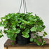 Pilea Creeping Charlie - The Flower Crate