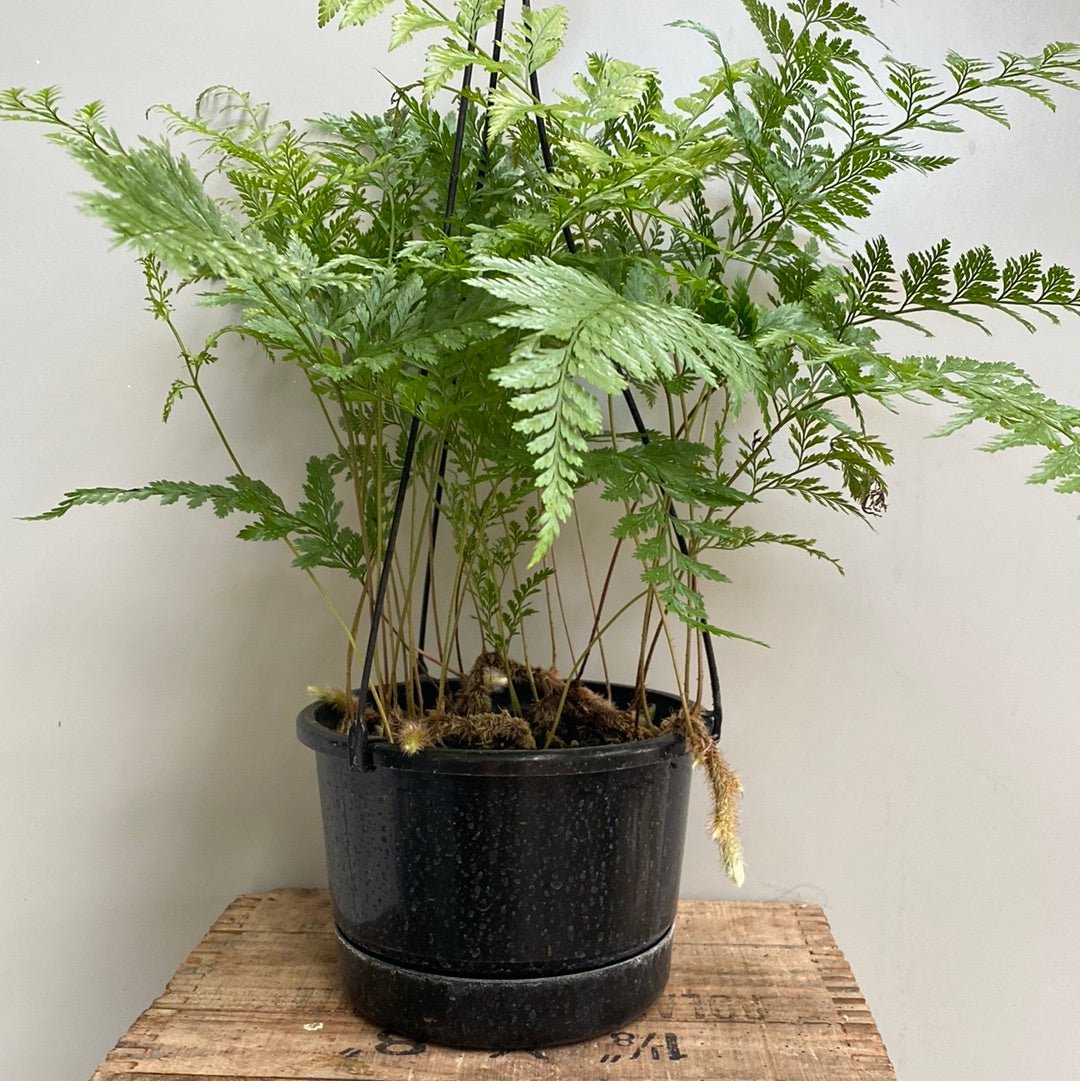 Rabbit’s Foot Fern - The Flower Crate