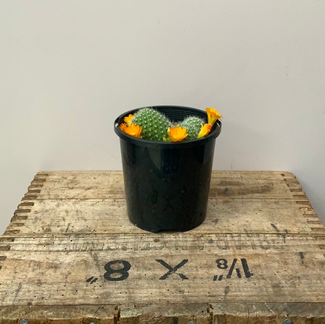 Rebutia Muscula - Orange Snowball Cactus - The Flower Crate