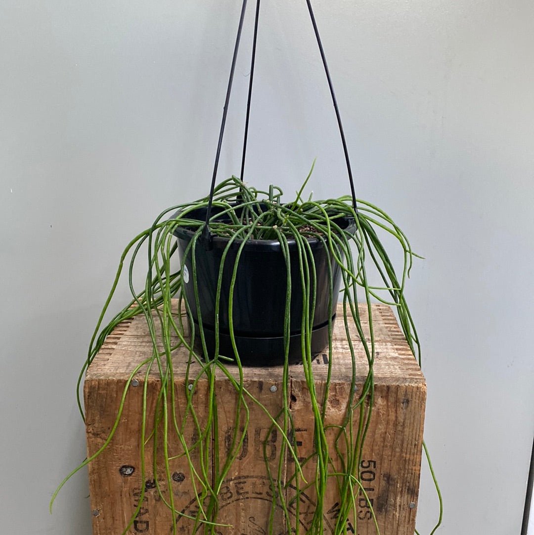 Rhipsalis Baccifera “Spaghetti Plant” - The Flower Crate