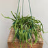 Rhipsalis paradoxa - Chain Cactus - The Flower Crate