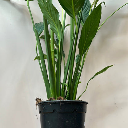 Sebastiano Spathyphyllum ( Peace Lily) - The Flower Crate