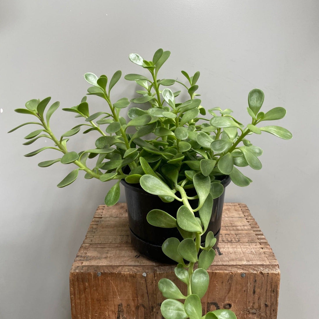 Senecio Jacobsenii - The Flower Crate