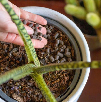 Slow Release Plant Food Pellets - The Flower Crate