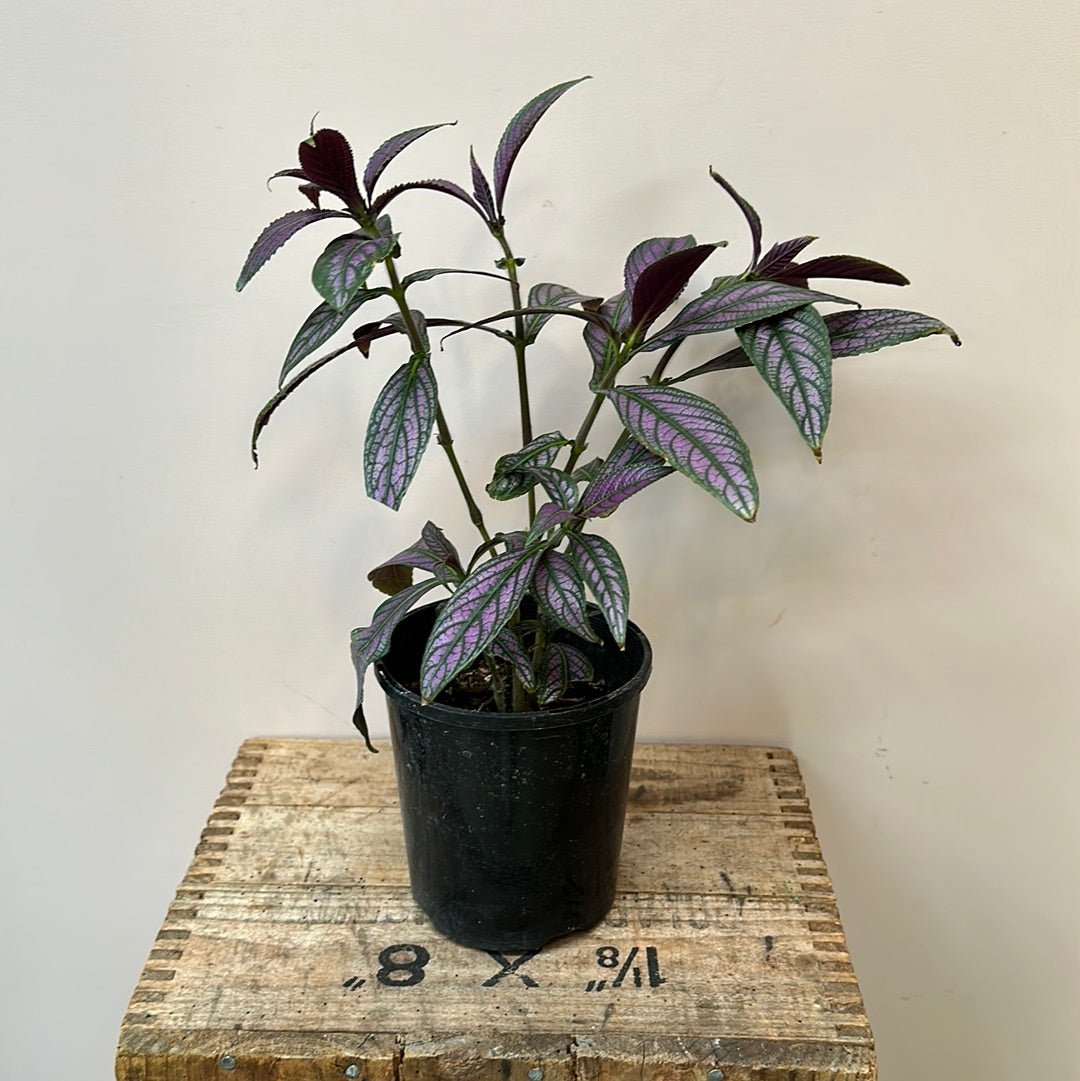 Strobilanthes Dyerianus - The Flower Crate