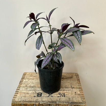 Strobilanthes Dyerianus - The Flower Crate