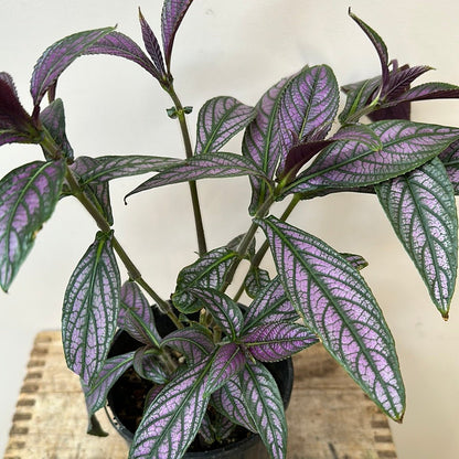 Strobilanthes Dyerianus - The Flower Crate