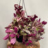 Tradescantia Zebrina - The Flower Crate
